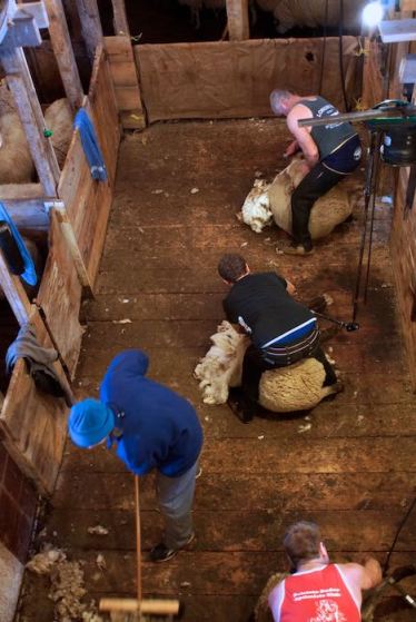 Topsy Farms sheep shearing