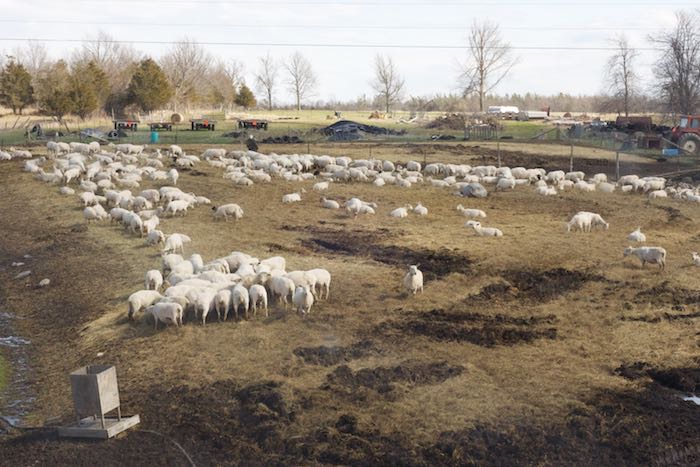 Topsy Farms shorn sheep