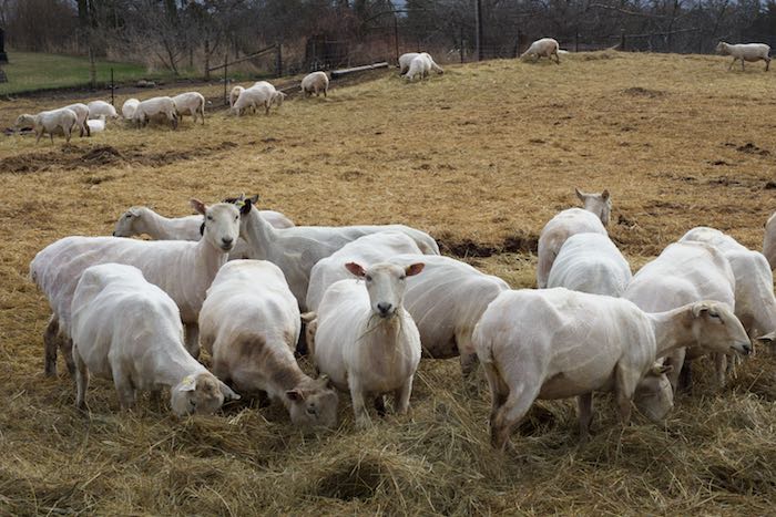 Topsy Farms shorn sheep