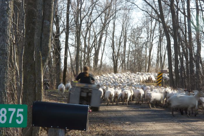 Topsy Farms sheep drive