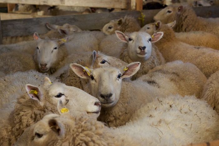 Topsy Farms sheep waiting to be shorn